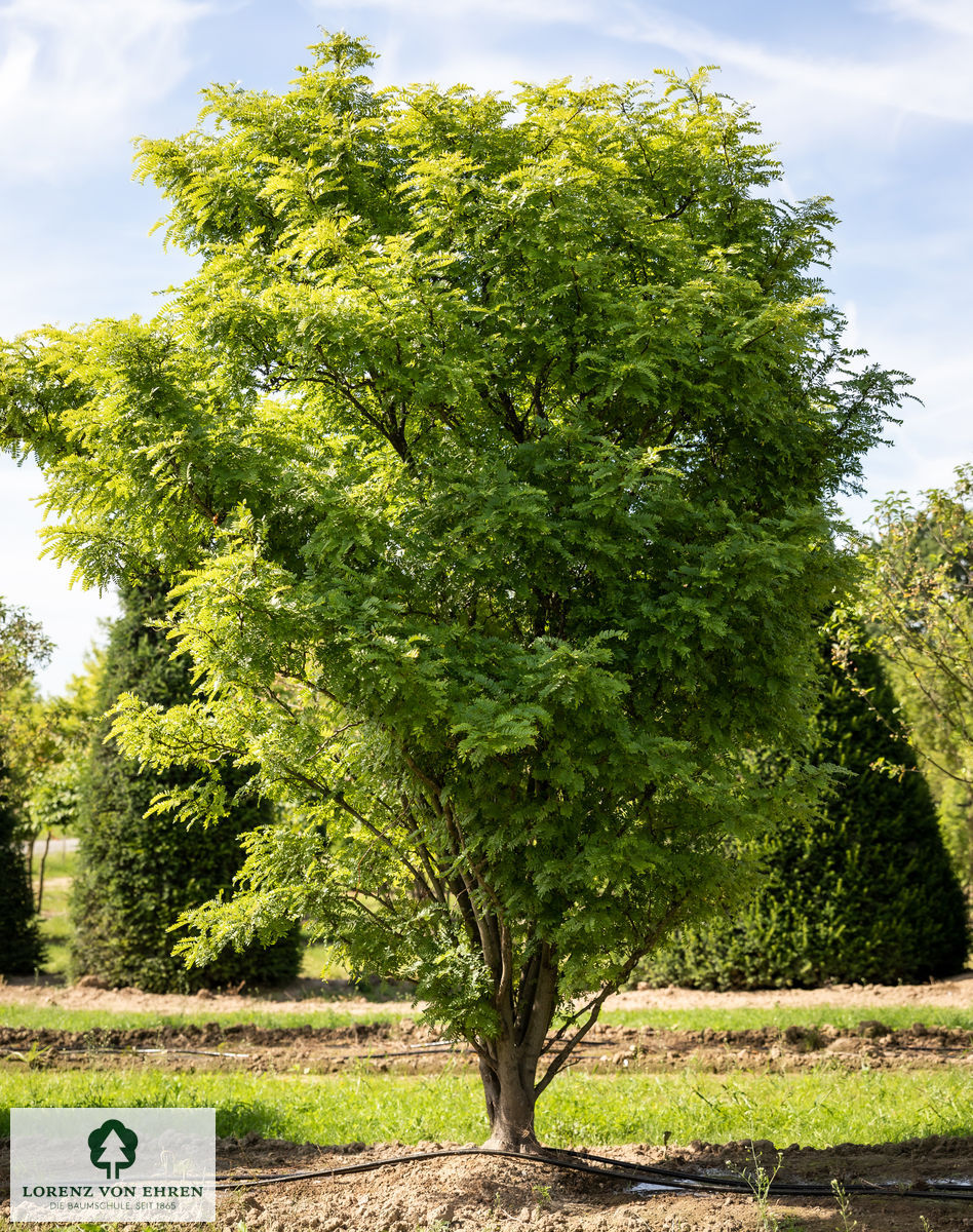 Gleditsia triacanthos 'Elegantissima'