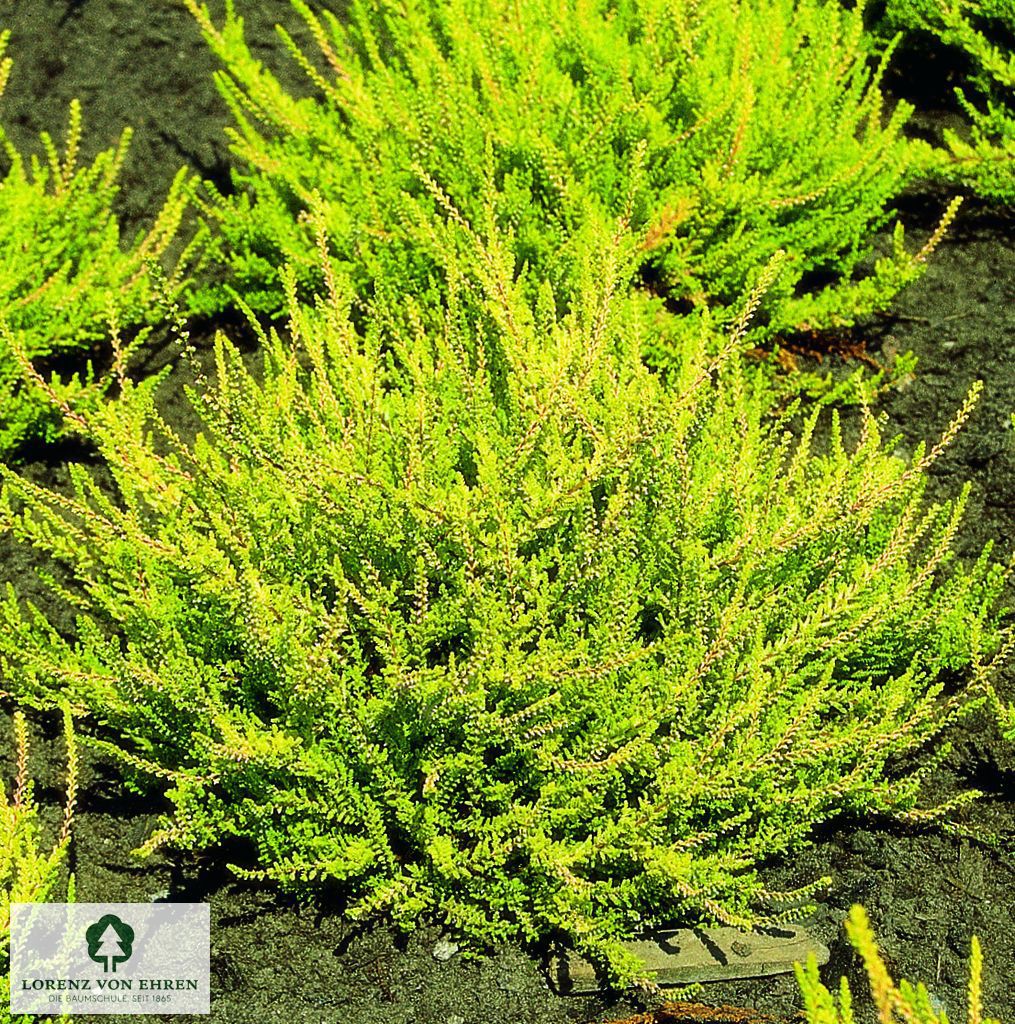 Calluna vulgaris 'Boskoop'