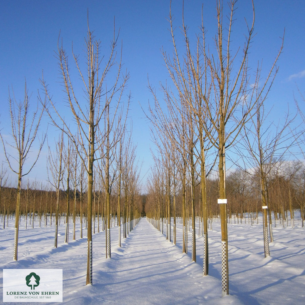 Acer platanoides 'Columnare'