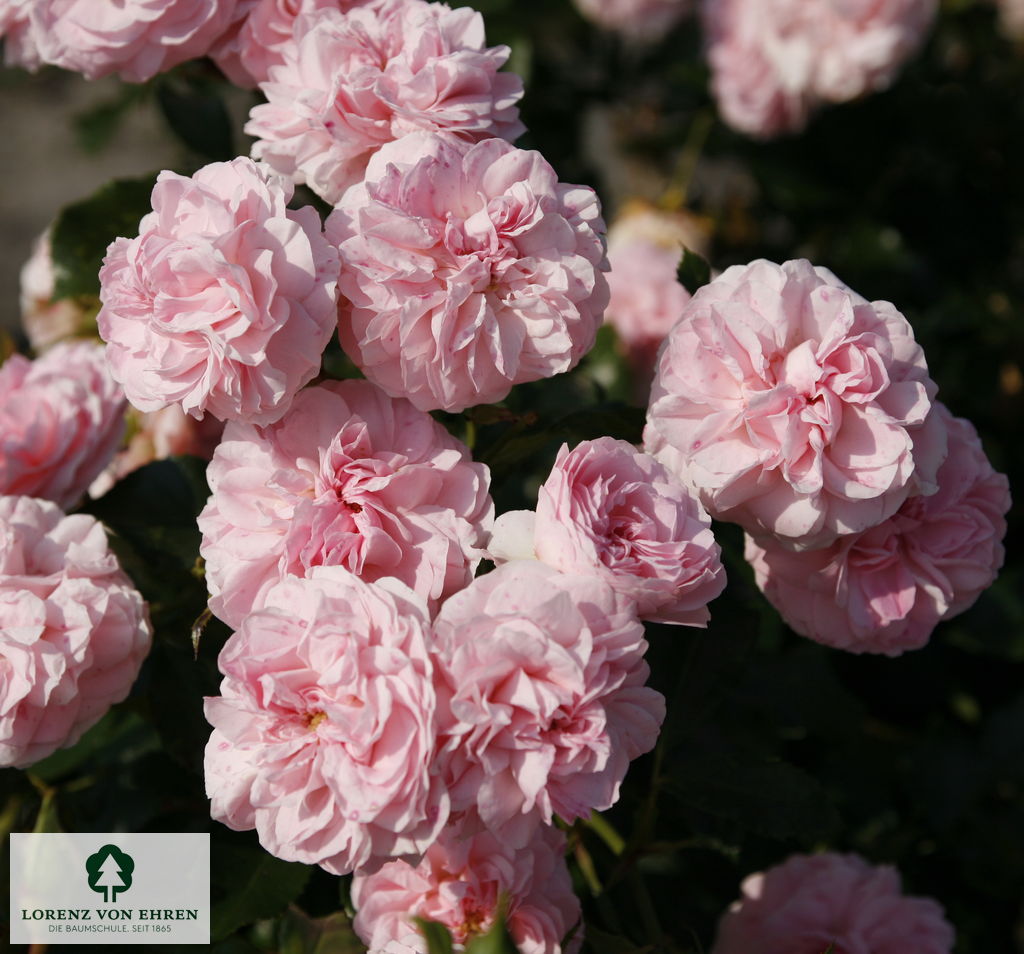 Rose Larissa -R- rosa 3 BD | Baumschule LvE