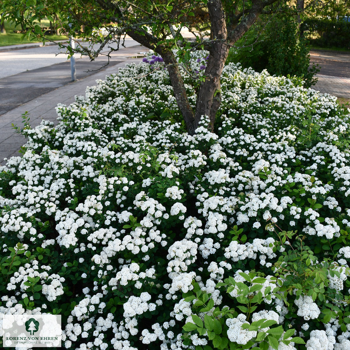 Spiraea betulifolia 'Tor'