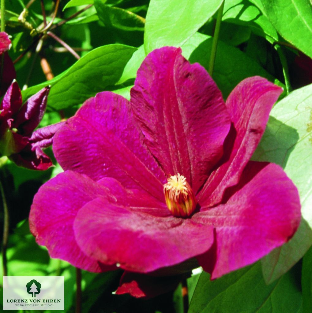 Clematis 'Rouge Cardinal'