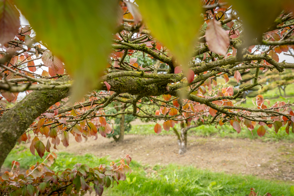 Viburnum plicatum 'Mariesii'  Bonsai