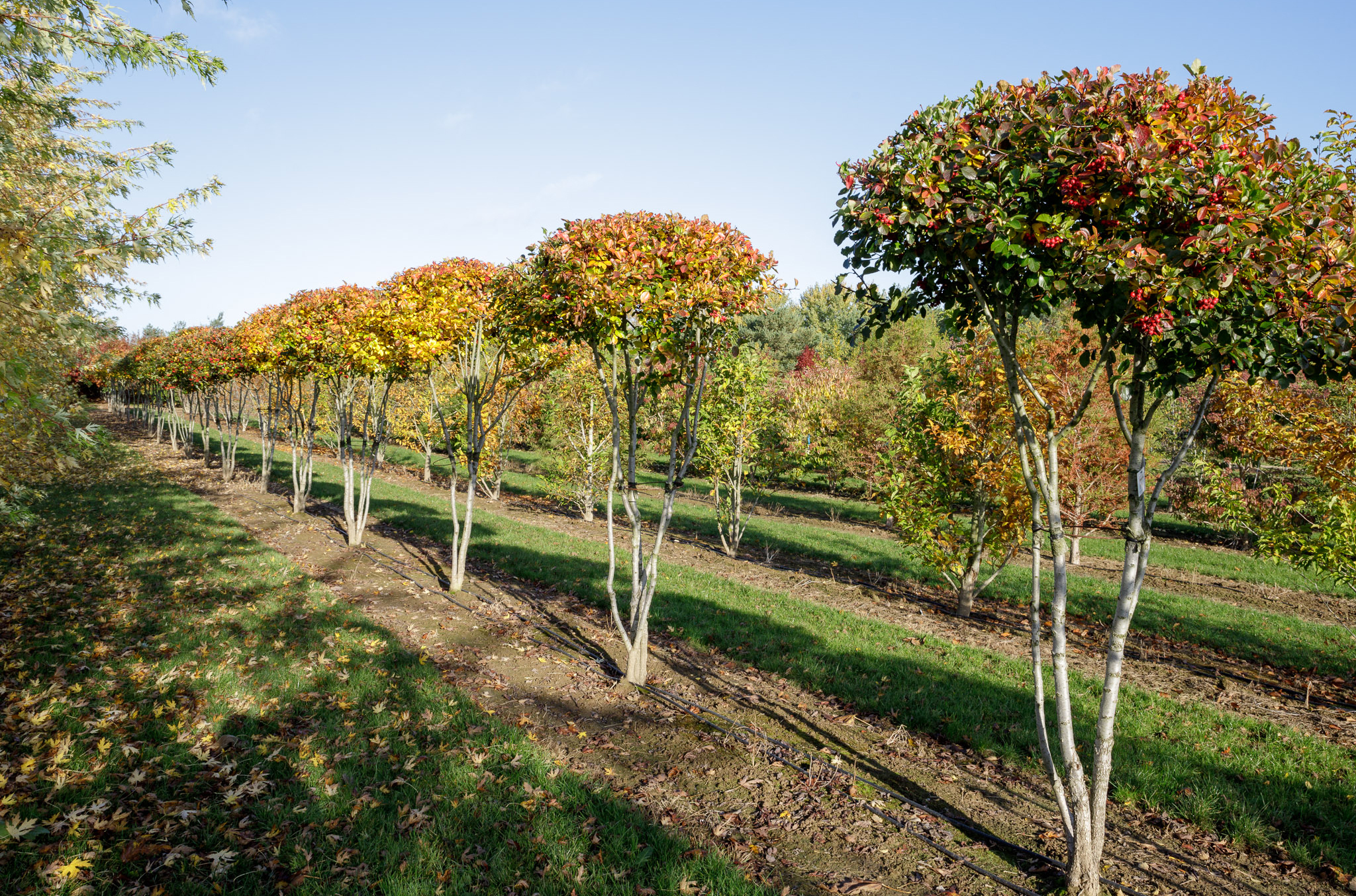 Eine Reihe von mehrstämmige Pflanzen, deren Kronen schirmförmig geschnitten sind, mit Herbstlaub.