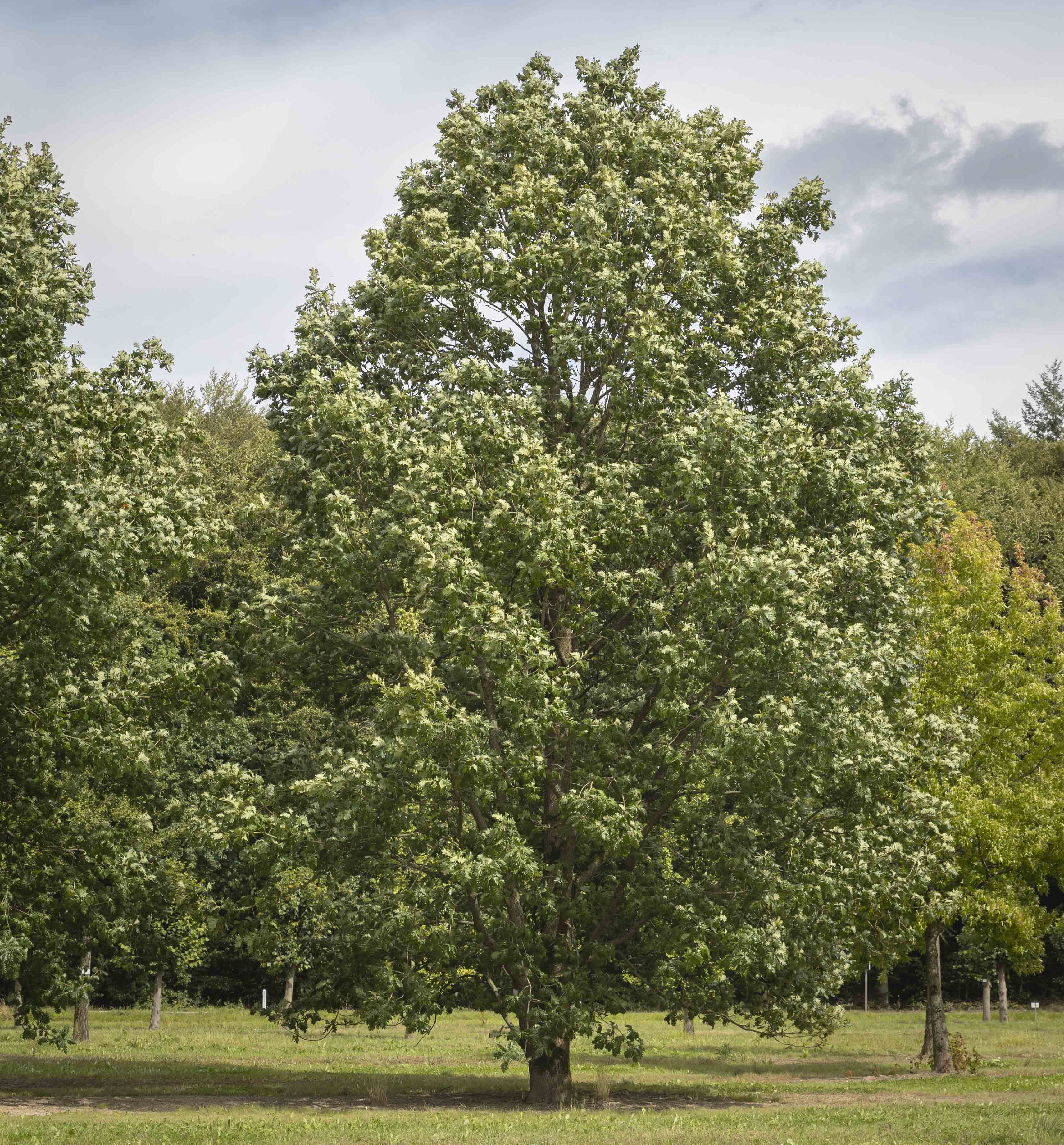 Quercus frainetto Unikat