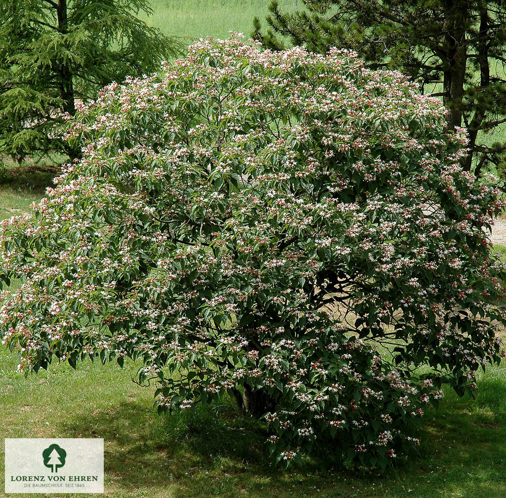 Clerodendrum trichotomum fargesii