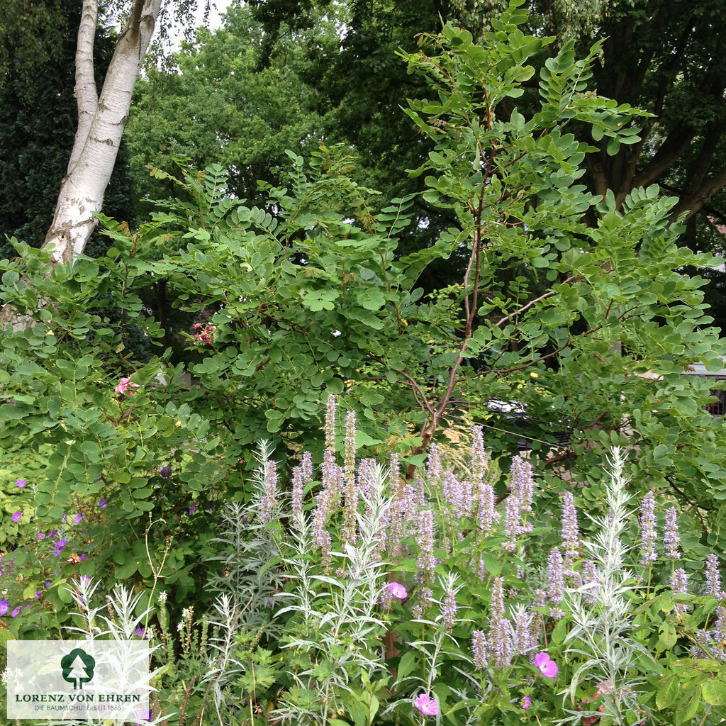 Robinia hispida 'Macrophylla'