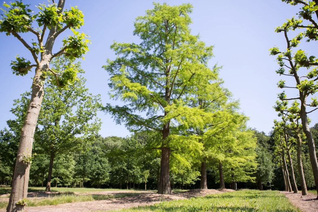 Ein Taxodium distichum Unikat, ein Einzelstück