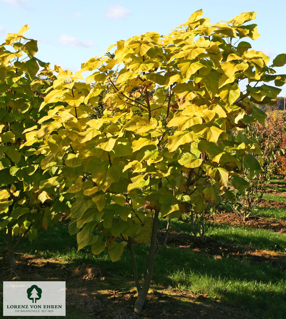 Catalpa bignonioides 'Aurea'