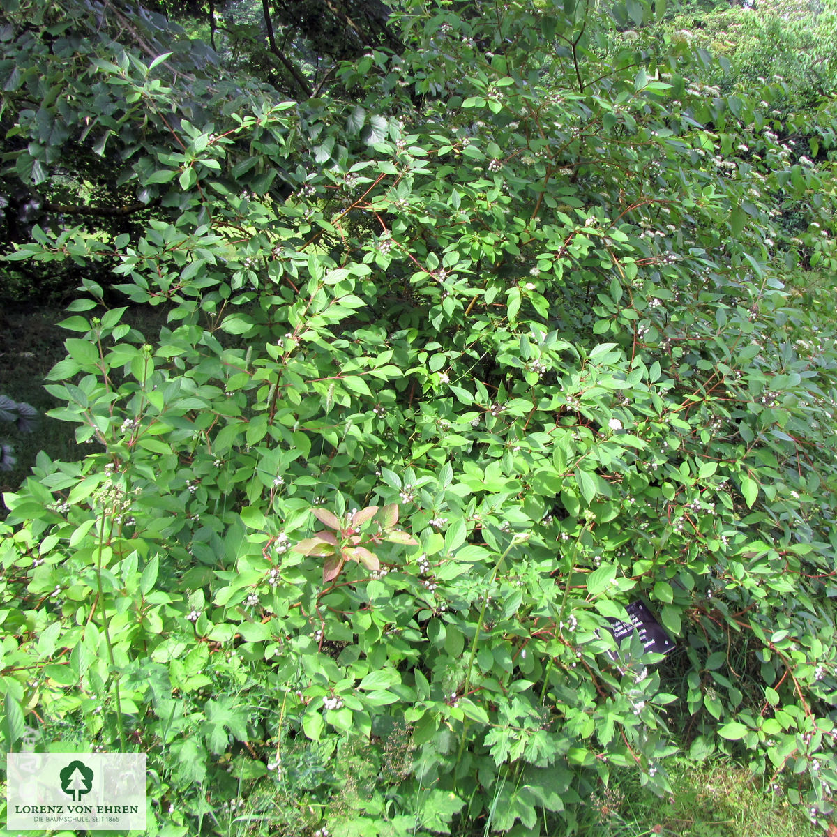 Cornus sanguinea