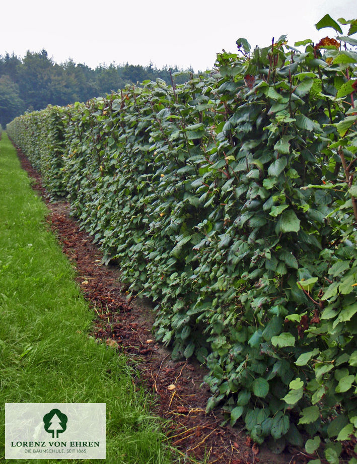 Tilia platyphyllos