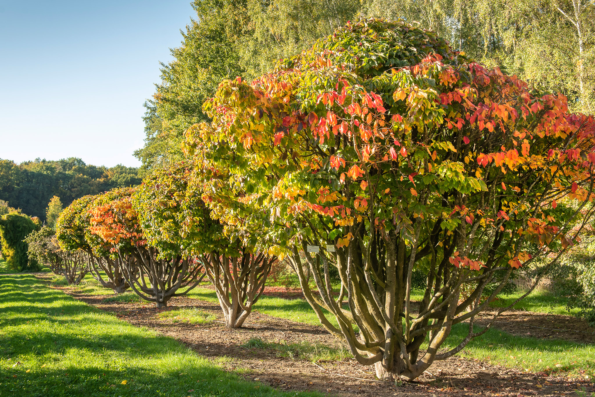 Baum mit vielen Stämmen