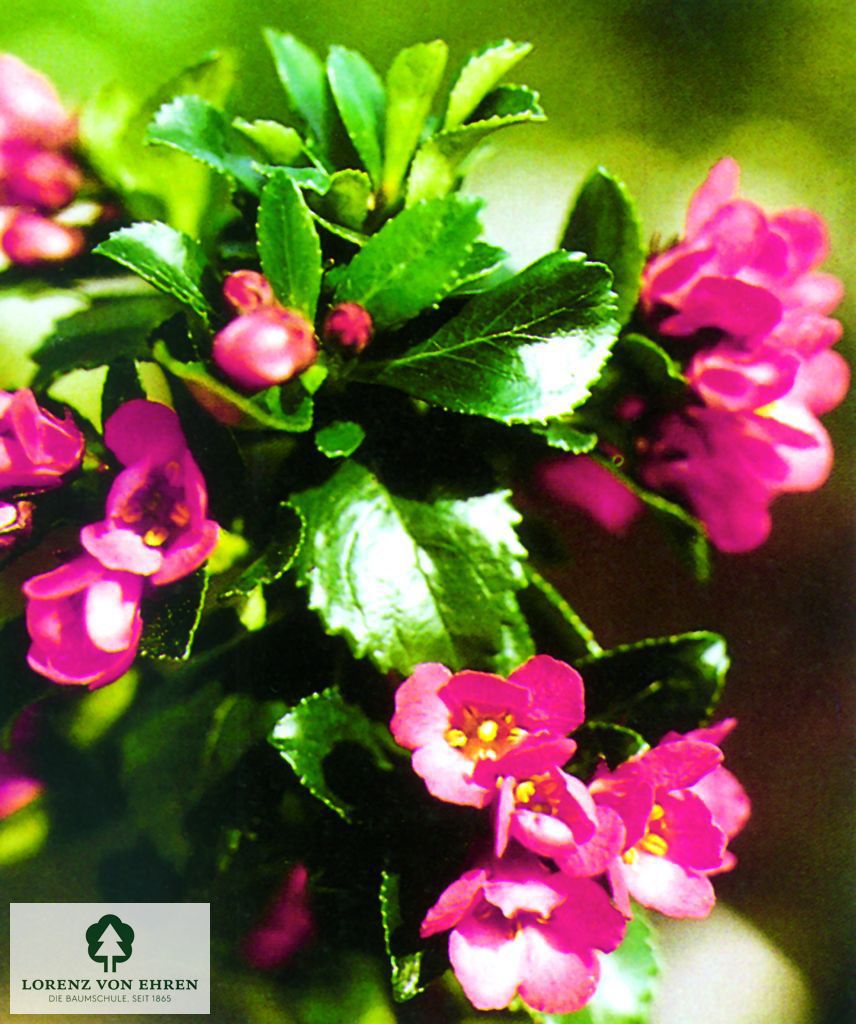 Escallonia 'Donard Seedling'