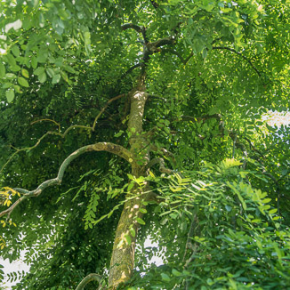 Styphnolobium japonicum 'Pendula' Unikat