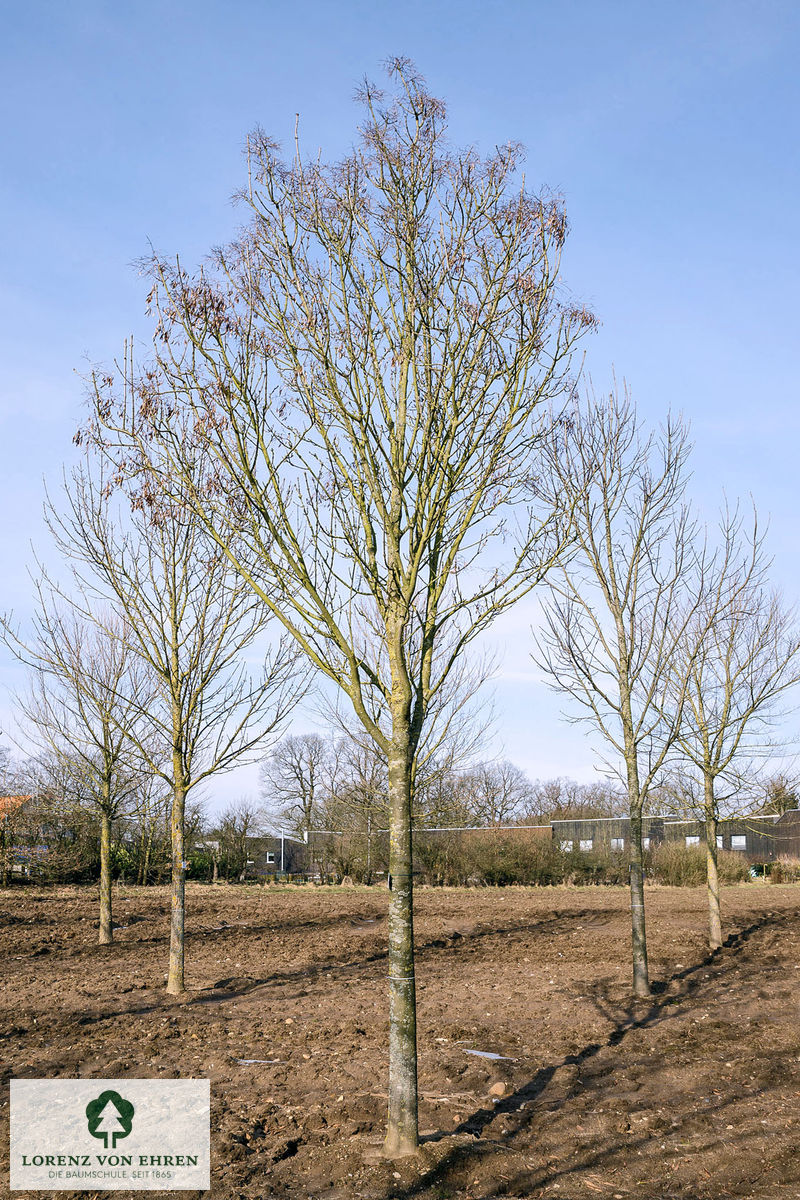 Fraxinus ornus 'Paus Johannes-Paulus II'