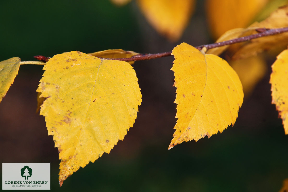 Betula papyrifera