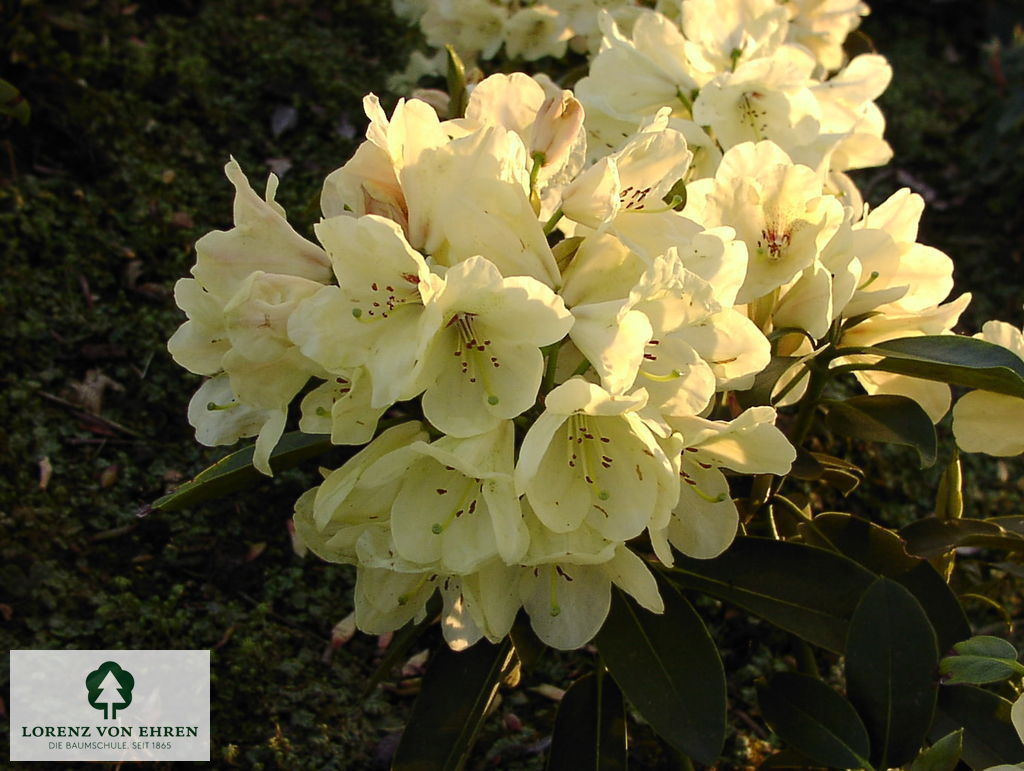 Rhododendron Hybride 'Stadt Westerstede'