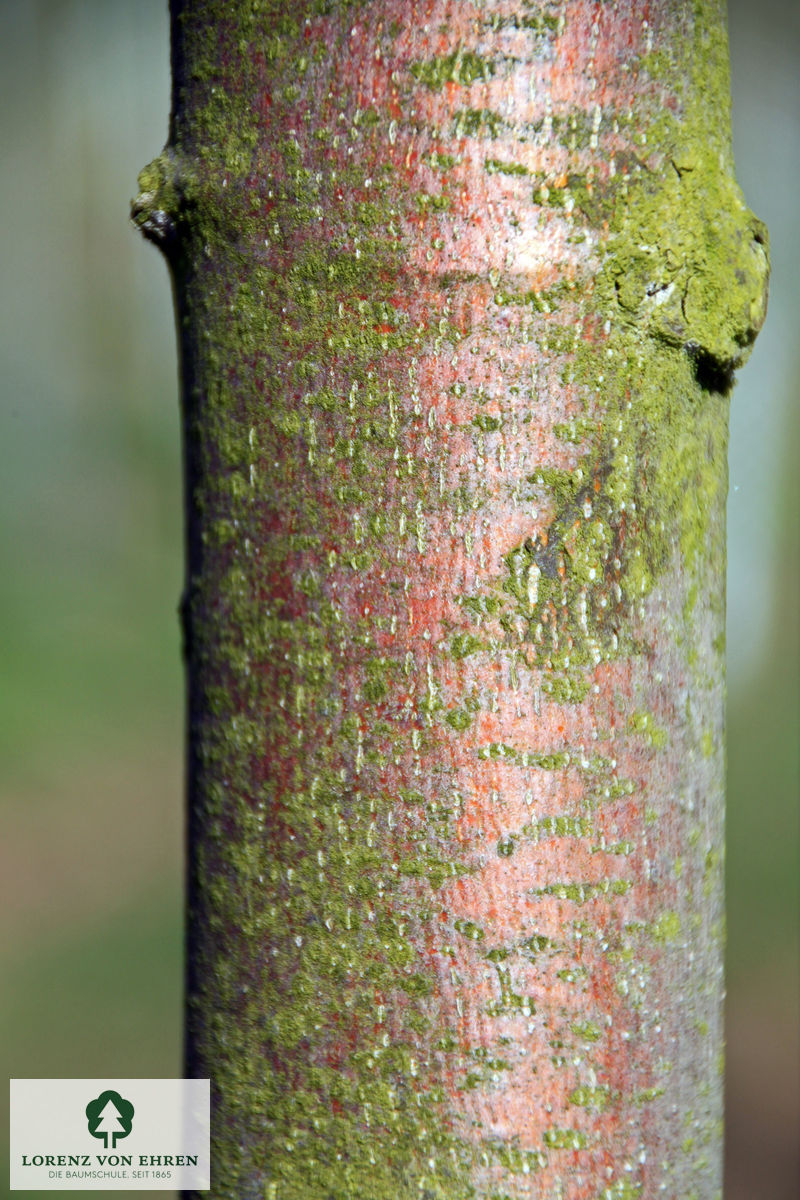 Tilia cordata 'Winter Orange'