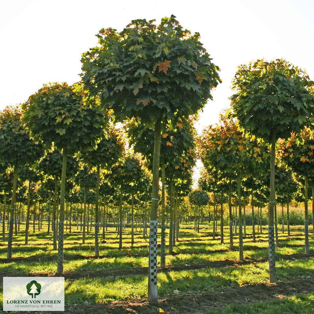 Acer platanoides 'Globosum'