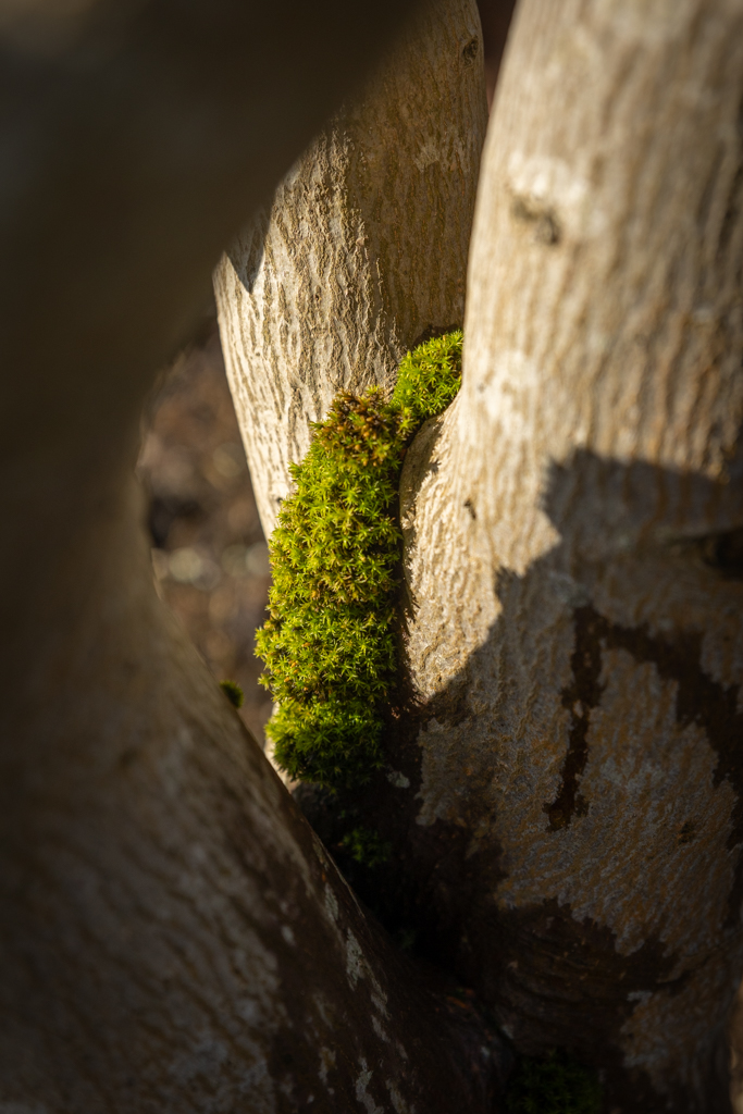 Acer japonicum 'Aconitifolium' VJ