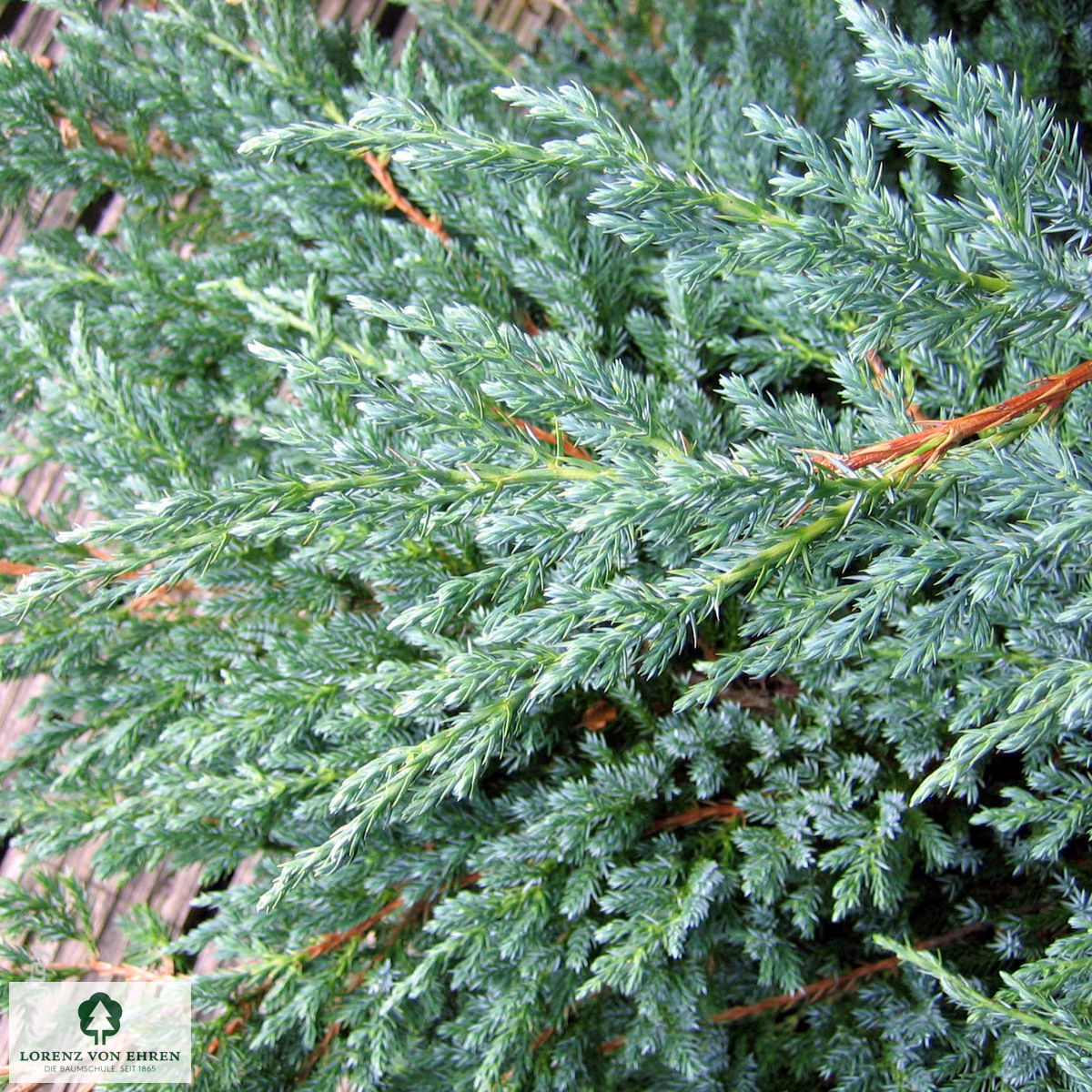 Juniperus squamata 'Blue Carpet'