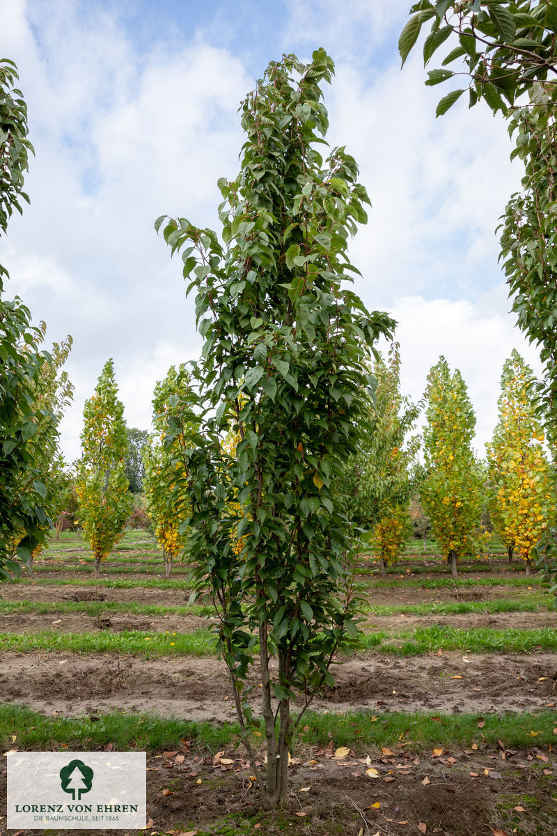 Prunus serrulata 'Amanogawa'