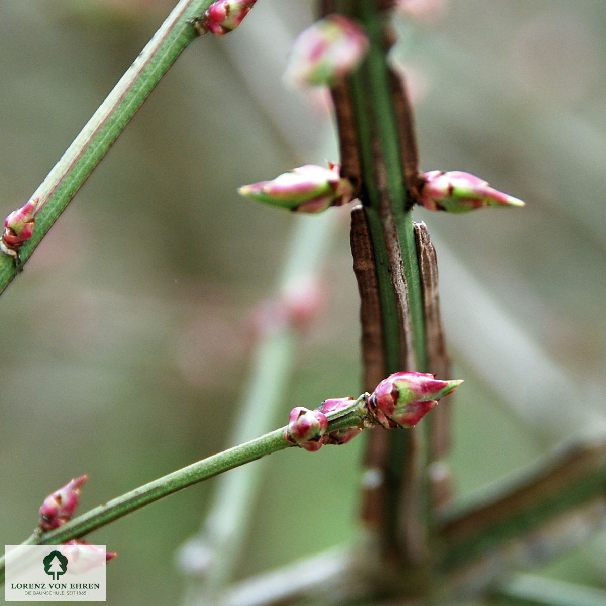 Euonymus alatus