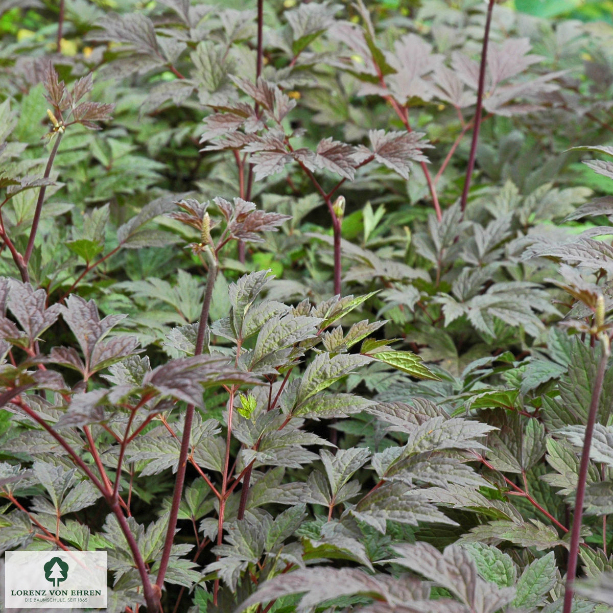 Cimicifuga simplex 'Brunette'