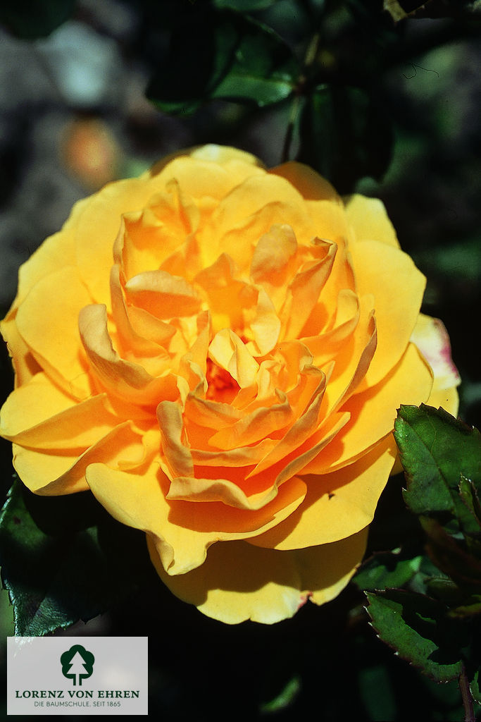 Rosa 'Graham Thomas'