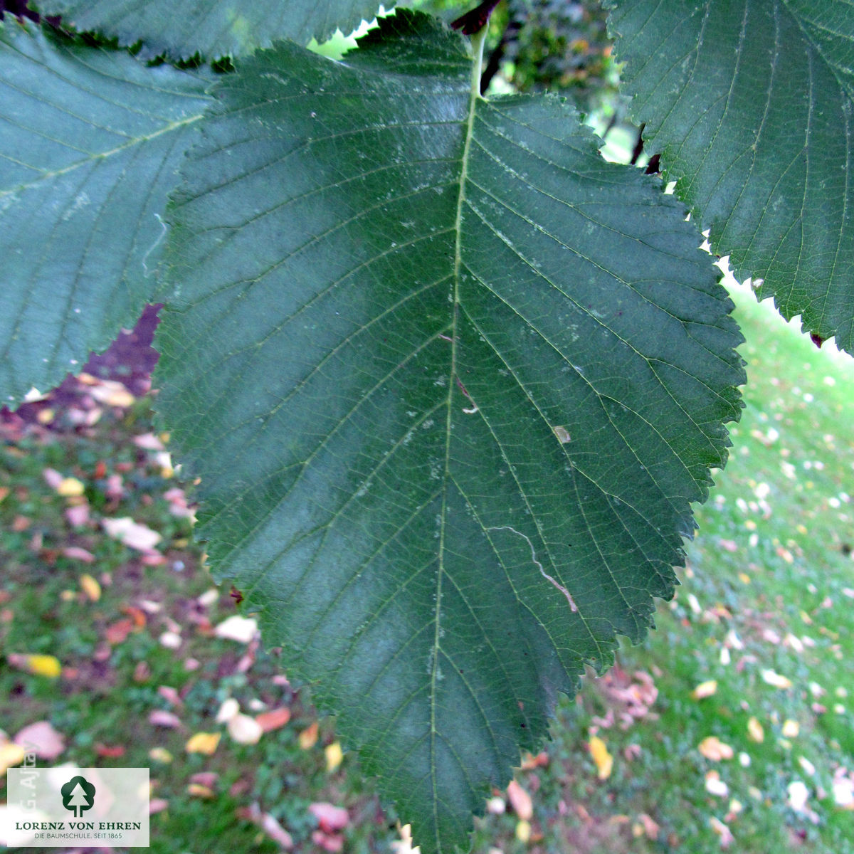 Ulmus hollandica 'Commelin'