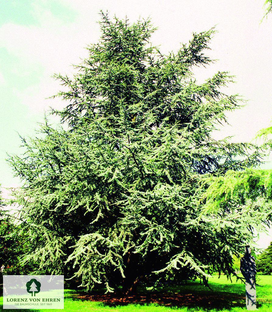 Cedrus atlantica 'Glauca'