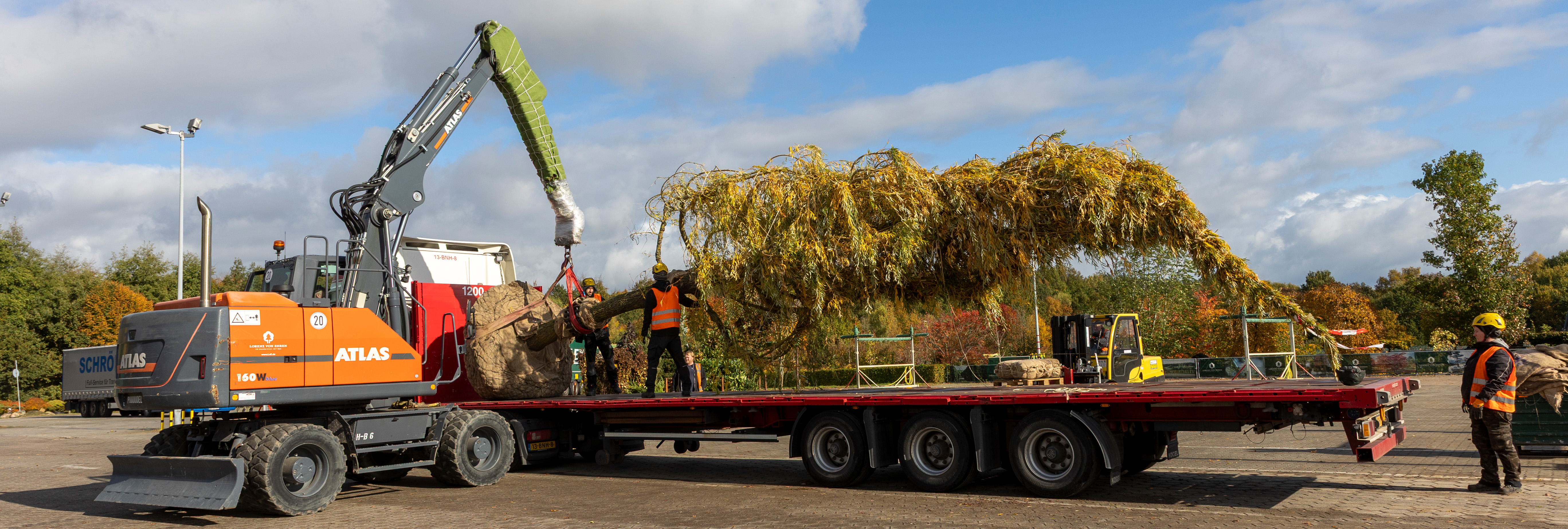 Baum auf einem Fieflader