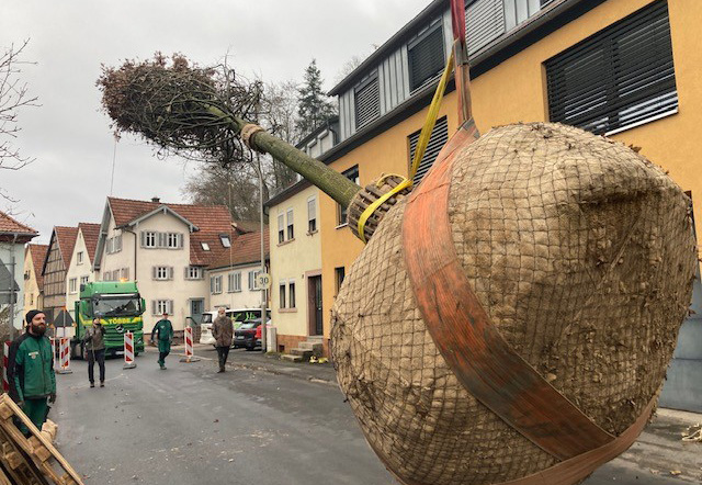 Baum hängt an Kran über Straße