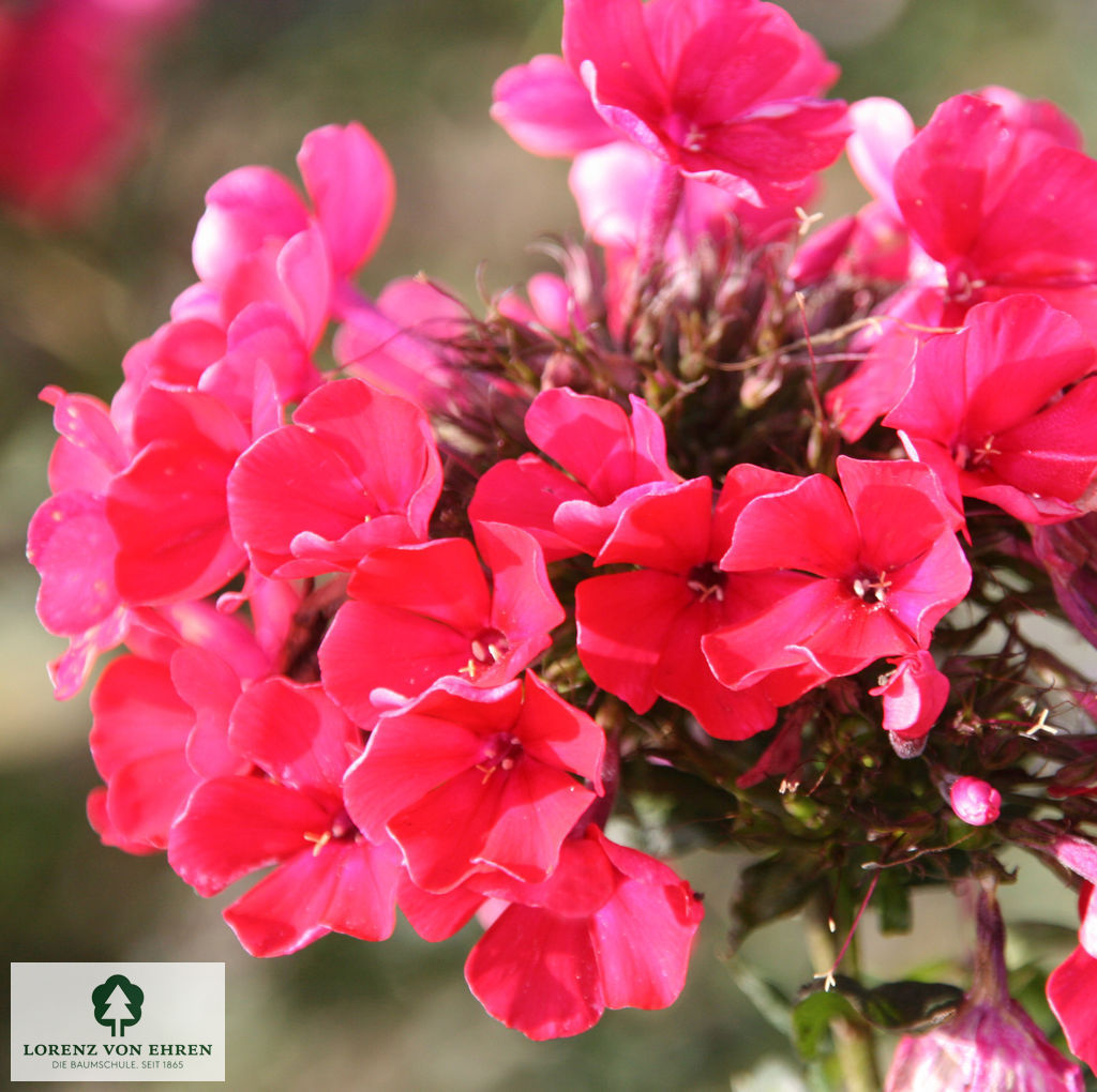 Phlox Paniculata-Hybriden 'Starfire'