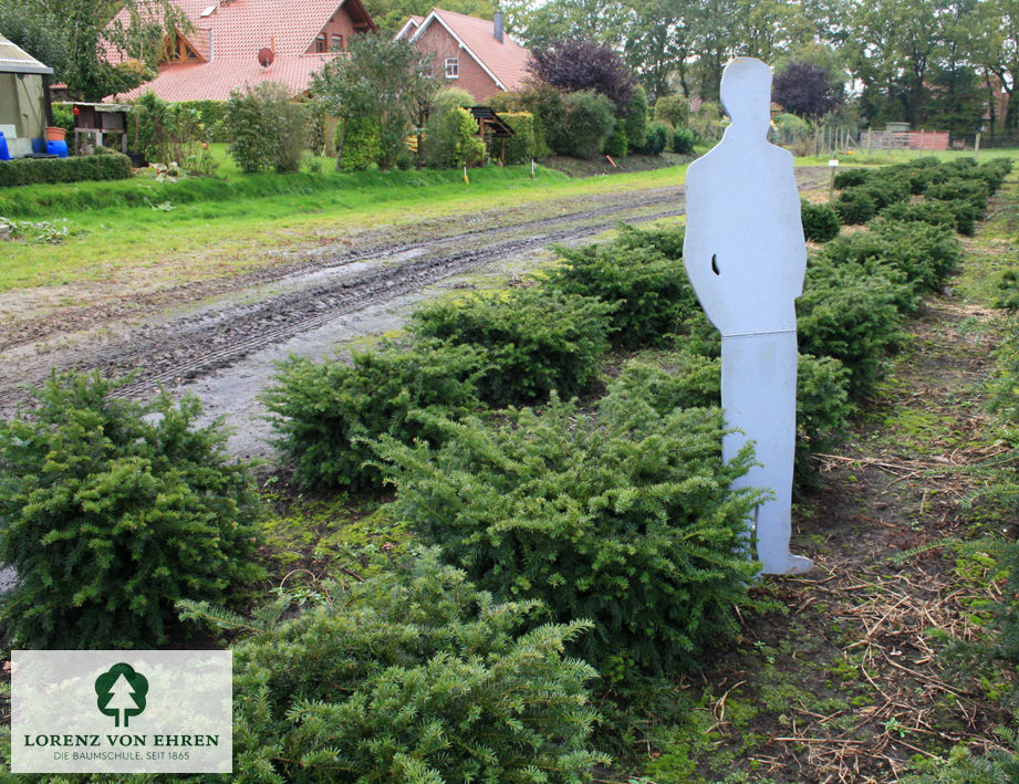 Taxus baccata 'Repandens'