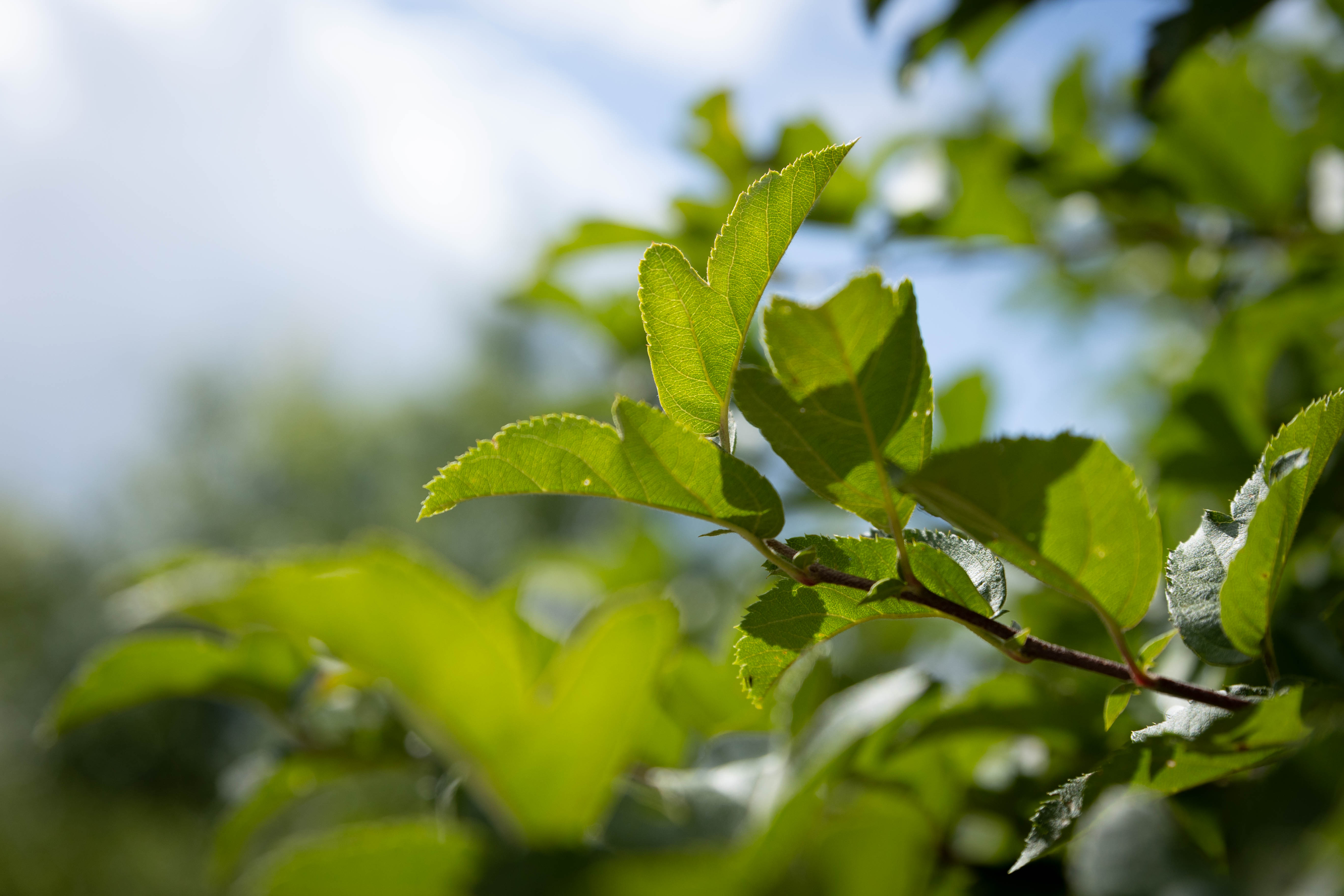 Malus toringo sargentii 'Eskilstuna' Unikat