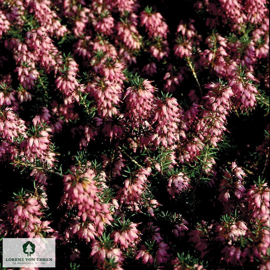 Erica carnea 'Rubinteppich'