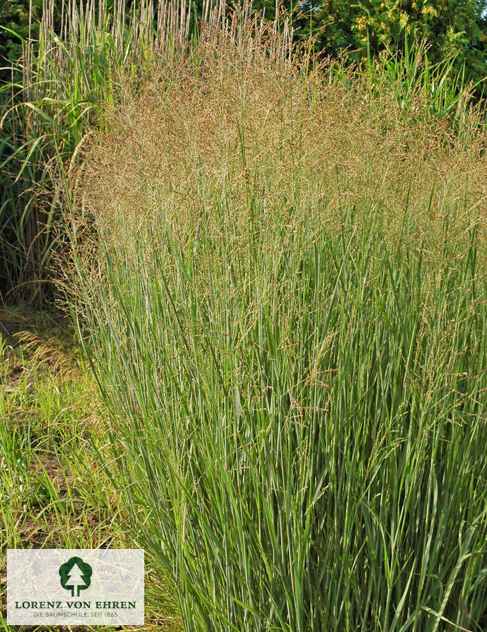 Panicum virgatum 'Heavy Metal'