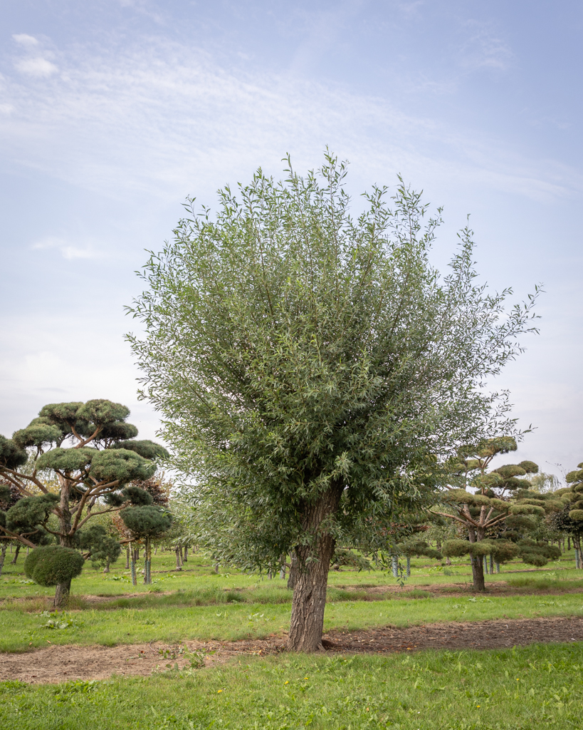 Salix alba Unikat