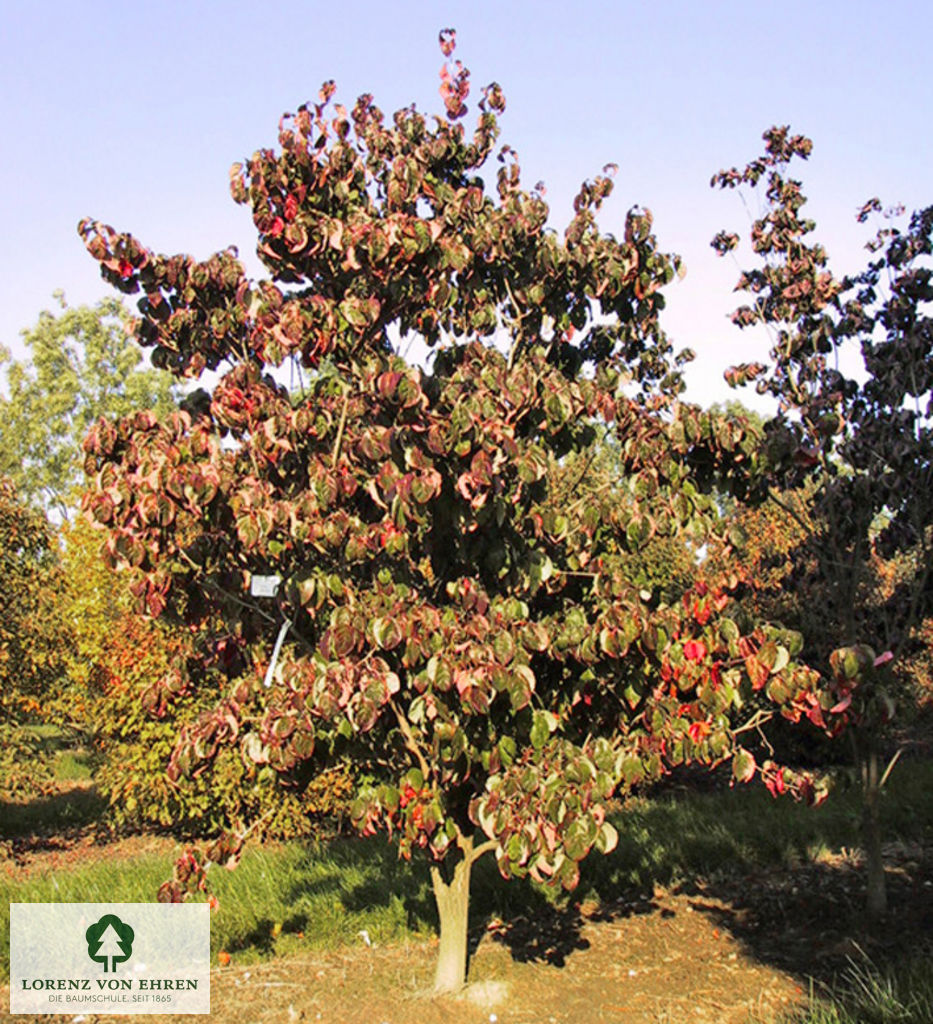 Cornus florida