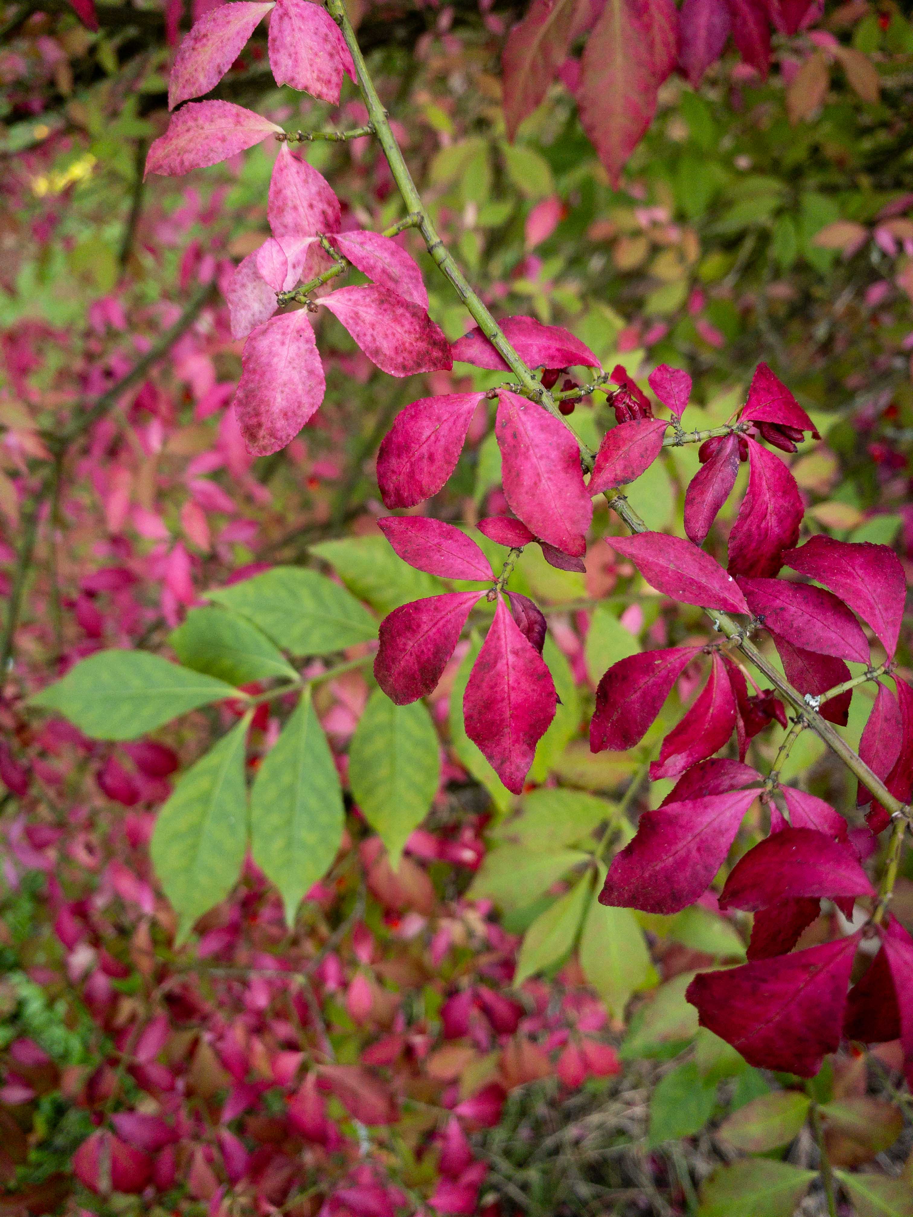 Zweige mit leuchtend rot-pinken und grünen Blättern