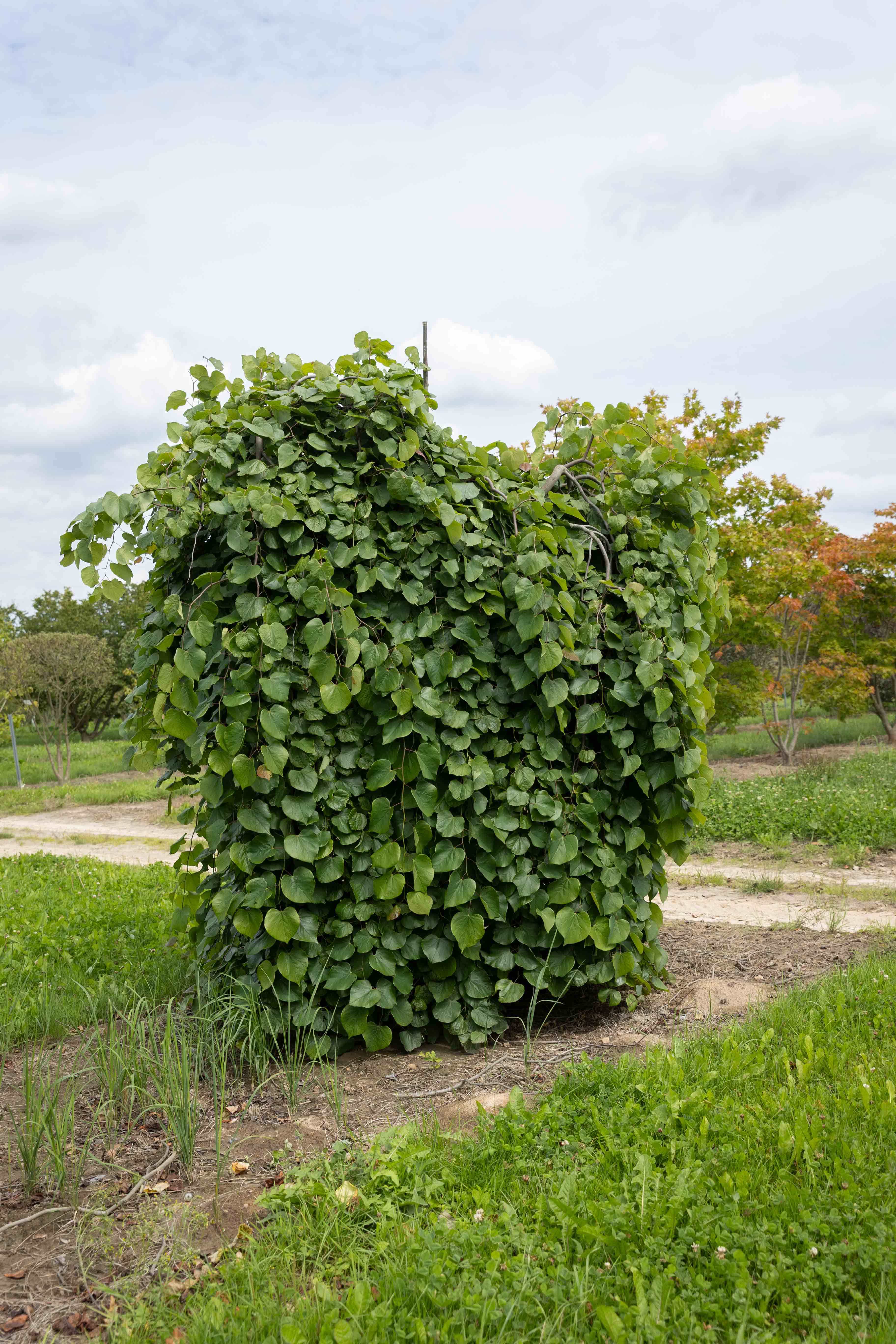Dieser Baum sieht fast aus, wie ein Teil einer Hecke