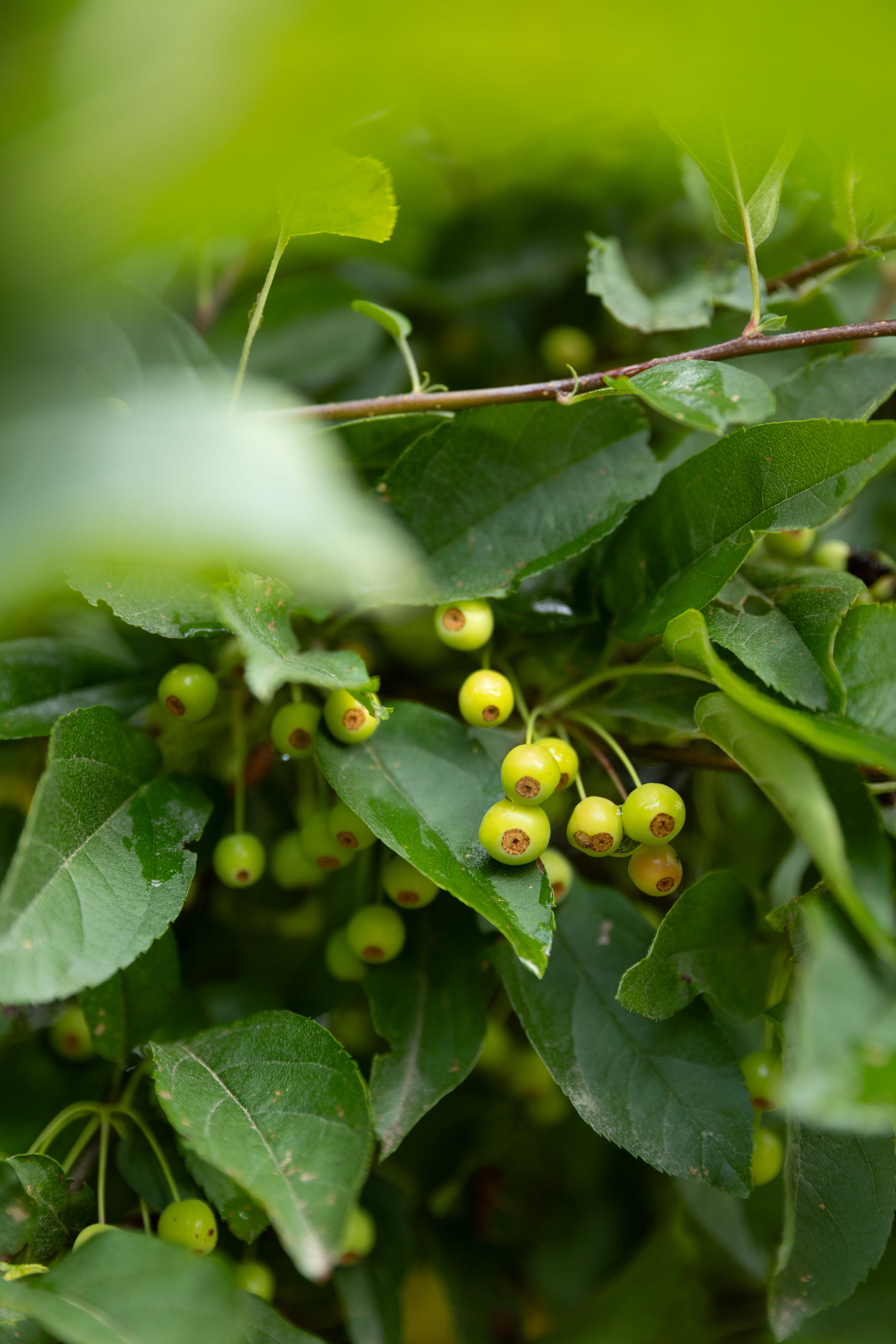 Malus toringo sargentii 'Eskilstuna' Unikat