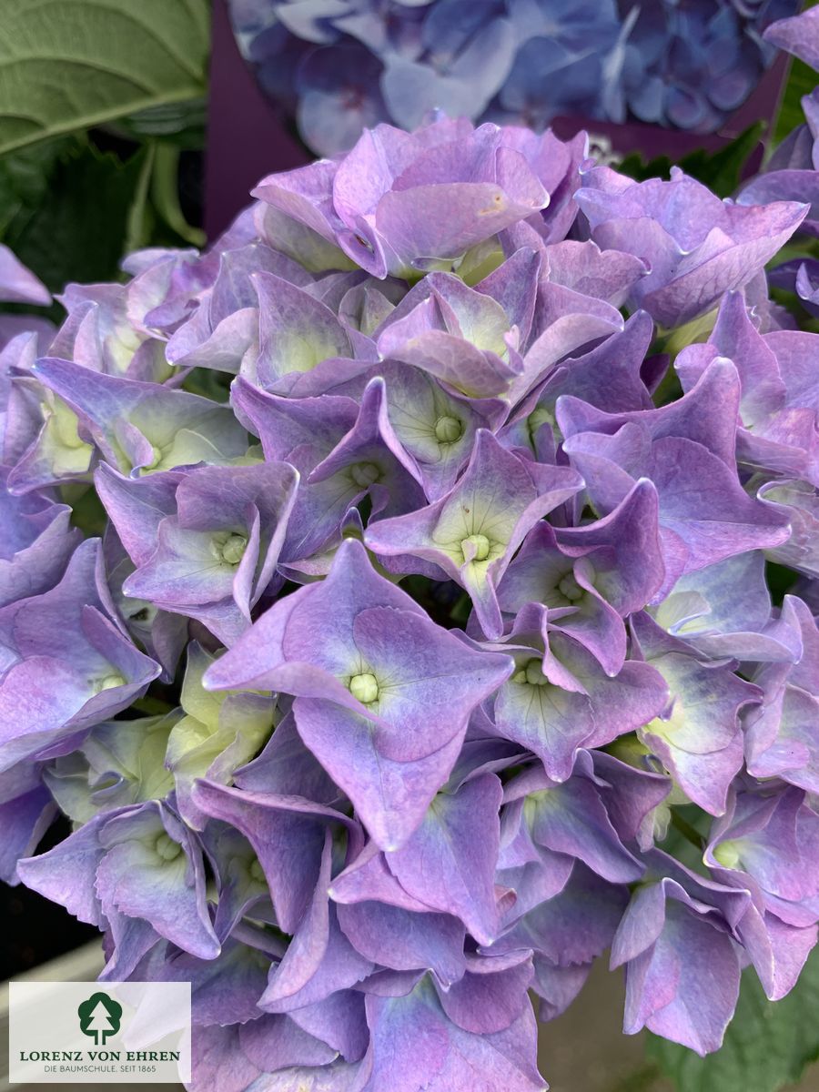 Hydrangea macrophylla 'Forever & Ever Blau'