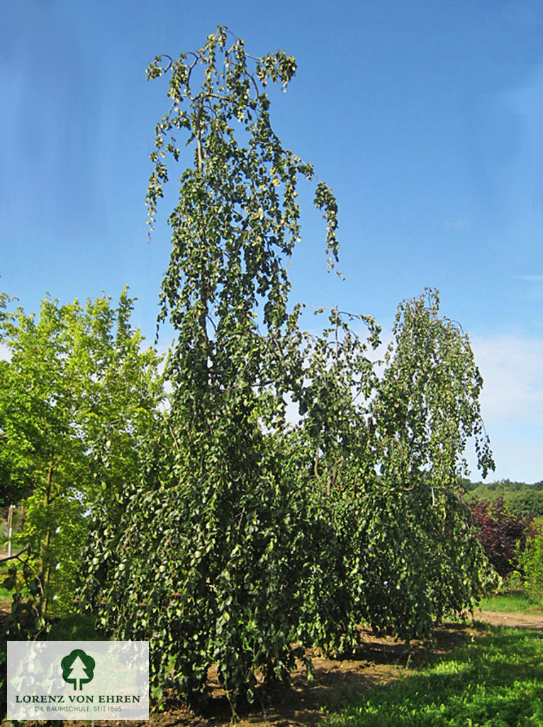 Fagus sylvatica 'Pendula'