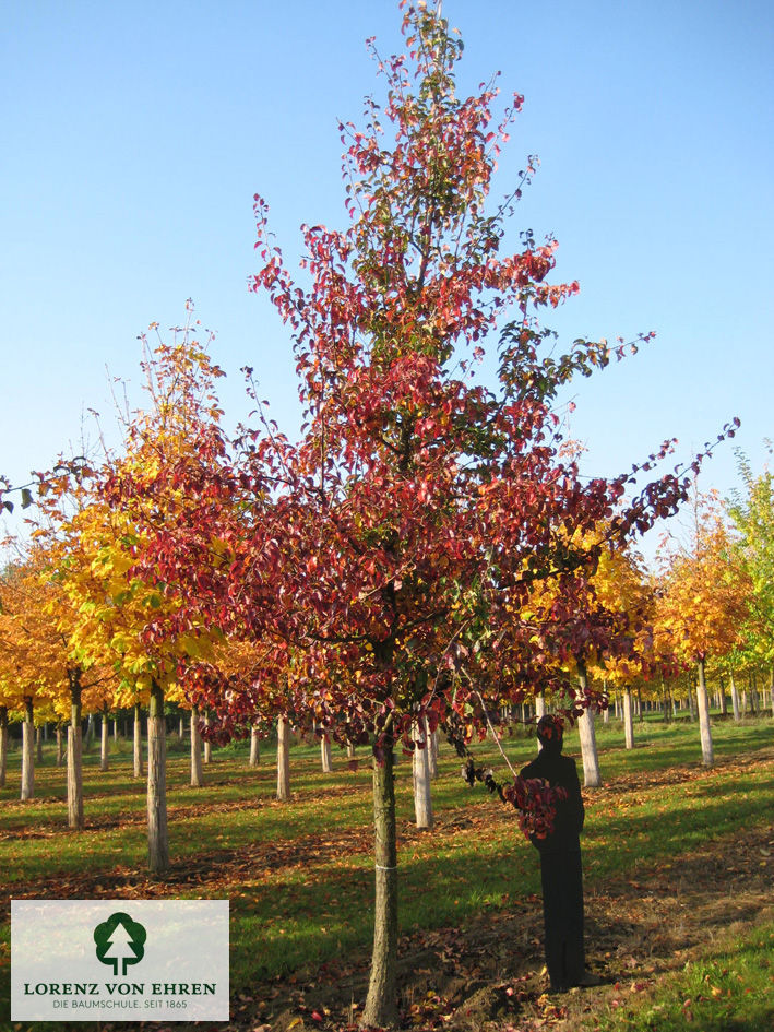 Pyrus communis 'Schweizer Wasserbirne'