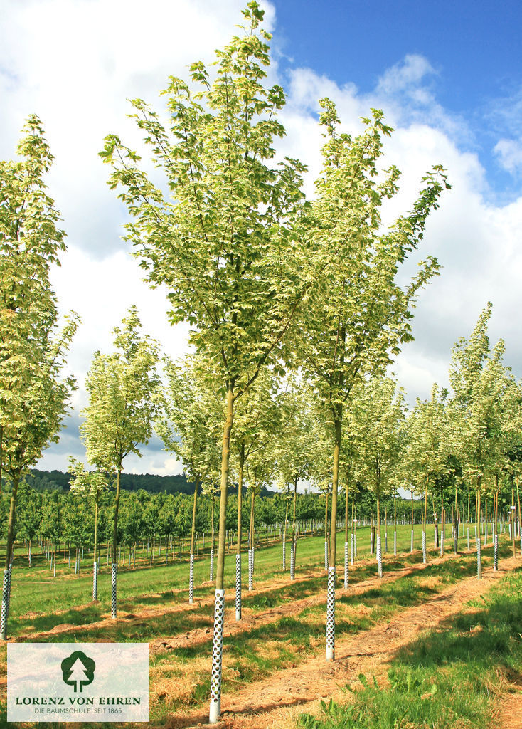 Acer platanoides 'Drummondii'