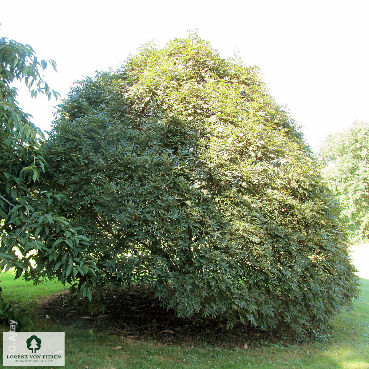 Fraxinus excelsior 'Nana'