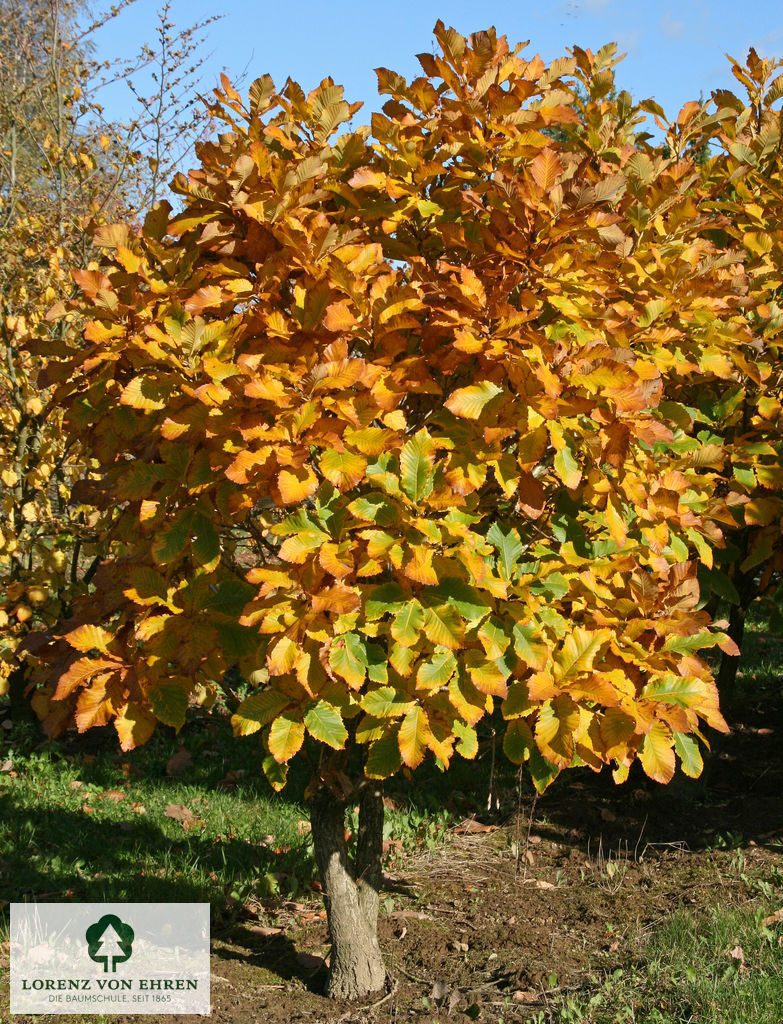 Quercus pontica