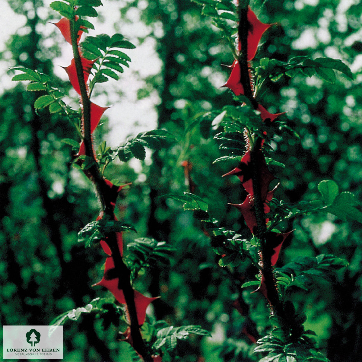 Rosa omeiensis pteracantha